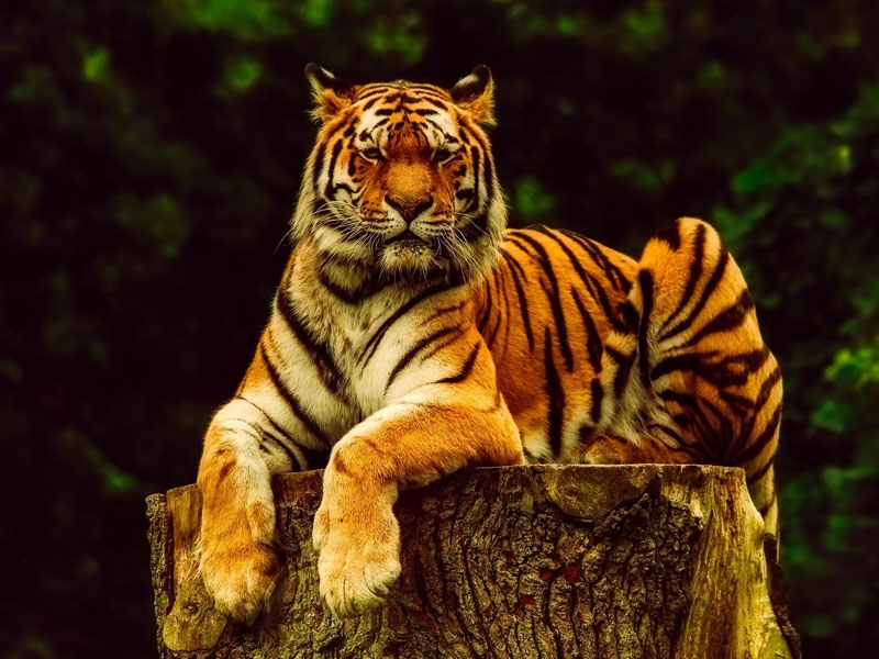 Bengal-Tiger